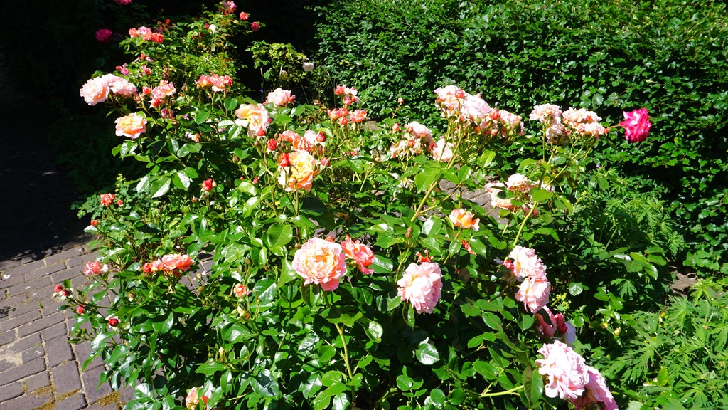 2026-06-05 14.38.12 - kopie.jpg